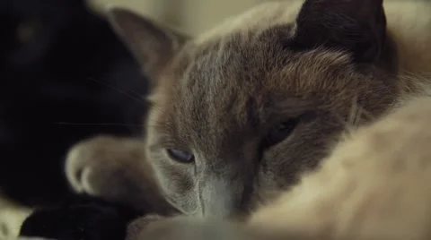 Close Up of Two Cats in Bed Stock Footage 51742777