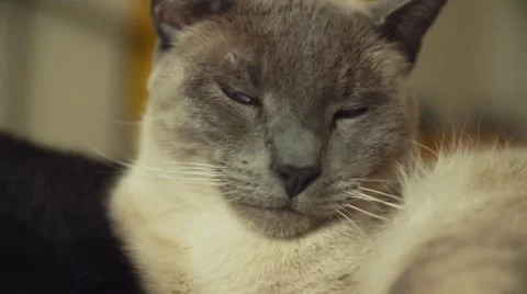 Close Up of Two Cats in Bed, Pull Out Stock Footage 51742742