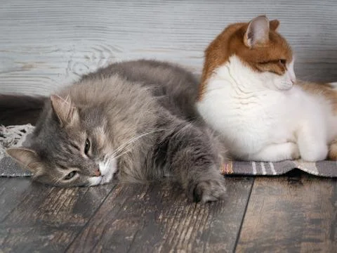 Close up of two cats Stock Photos