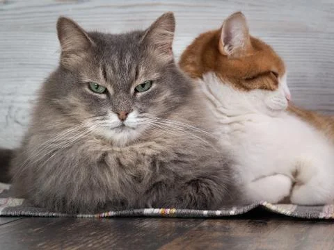 Close up of two cats Stock Photos