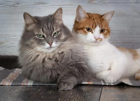 Close up of two cats Stock Photos