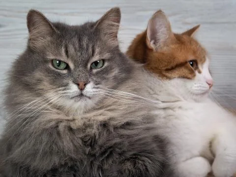 Close up of two cats Stock Photos