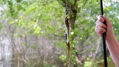 Close up, Two Caught Freshwater Small Fish Hanging on a Fishing Hook with Baits Stock Footage 242273086