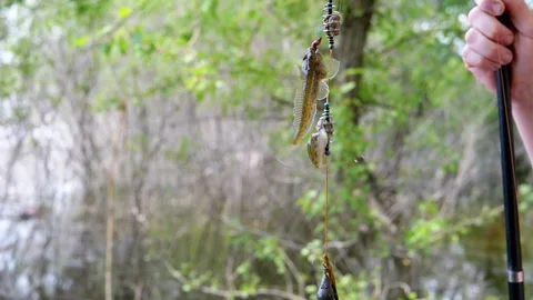 Close up, Two Caught Freshwater Small Fish Hanging on a Fishing Hook with Baits Stock Footage 246147462