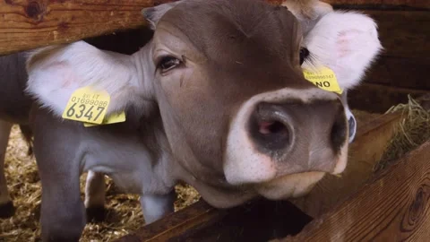 Close up of two caves eating from the trough in the barn, slow motion Stock Footage 194490465