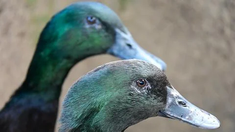 Close-up of Two Cayuga Ducks with Iridescent Green Feathers Stock Photos