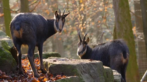 Close up of two chamois Stock Footage 121265952