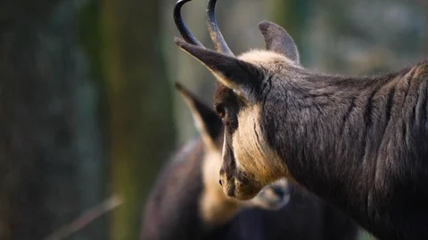 Close up of two chamois Stock Footage 122154545