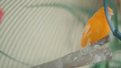 Close-up two charming playful canaries on a wooden branch in a cage Видео 212718382