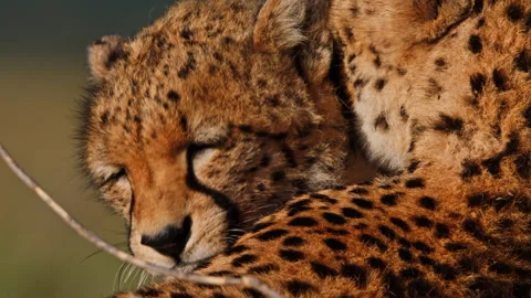 Close up of two cheetahs heads licking each other under the sunrise Stock Footage 256926464