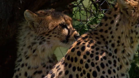 Close up of two cheetah's heads scanning around while resting Stock Footage 256913515