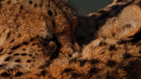 Close up of two cheetahs heads as they bond by licking each other Stock Footage 256926476