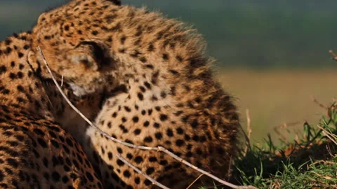 Close up of two cheetahs heads as they play fight Stock Footage 256926909