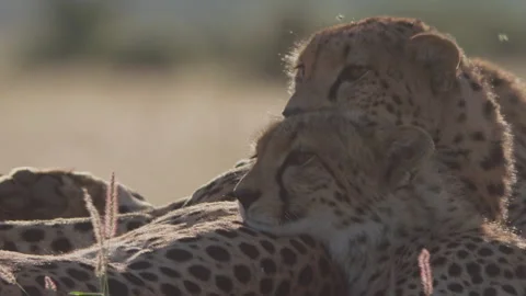 Close up of two cheetah's heads as they look around in the afternoon Stock Footage 261031616