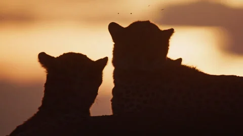Close up of two cheetahs licking each other under the sunset in Africa Video stock 256918826