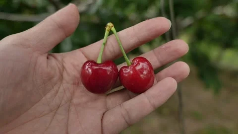 A close-up of two cherries held in hand. Stock-Footage 344827404