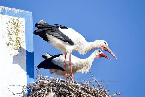 Close up of Two Ciconia Storks together in the nest Stock Photos