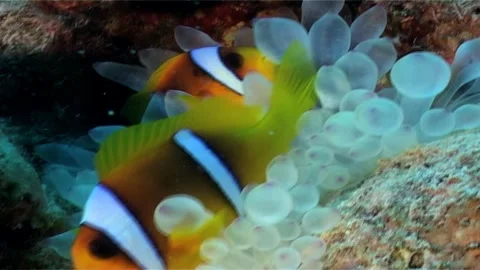 Close Up Of Two Clownfish In The Anemone Stock Footage 300068564