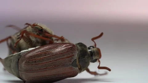 Close up of two cockchafers, may bugs fighting each other. Slow motion Stock Footage 154217021
