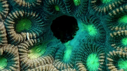 Close up of a Two Colored Star Coral (Favia speciosa) 動画素材 82906922