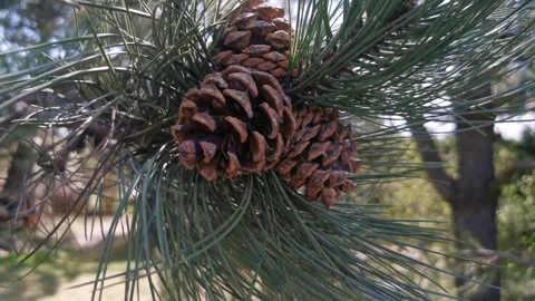 Close-up of two cones on a pine tree, long pine Stock Footage 306536625