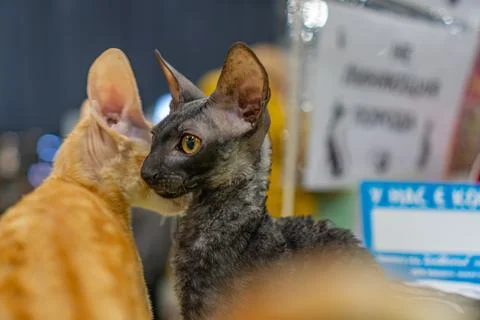 Close-up of two Cornish Rex cats, one orange and white, one gray-black, int.. Stock Photos