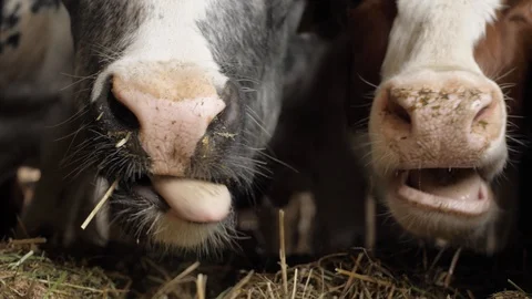 A close-up of two cow noses Video stock 109170422