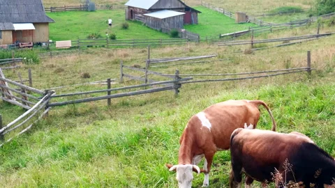 A close up of two cows at a farm field walking and eating grass Video stock 226973721