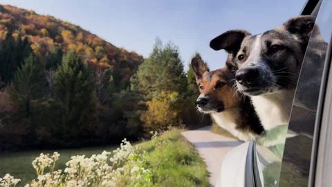 CLOSE UP: Two curious dogs lean from an open car window during autumn drive Stock Footage 341171408
