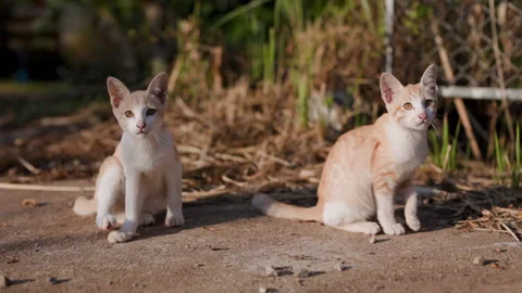 Close-up two cute cats cleaning themselves in the morning sun. 库存影片 229919021