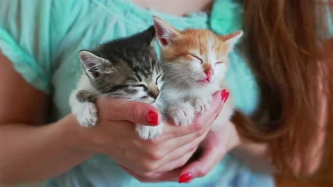 Close up of two cute kittens in woman's hands. Stock Footage 94329729