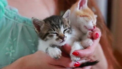 Close up of two cute kittens in woman's hands. Stock Footage 94674973