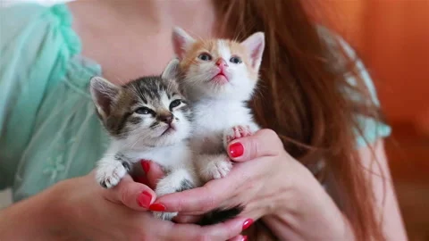 Close up of two cute kittens in woman's hands. Stock Footage 96488415