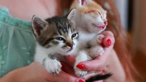 Close up of two cute kittens in woman's hands. Stock Footage 96584932
