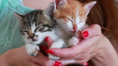 Close up of two cute kittens in woman's hands. Stock Footage 97114519