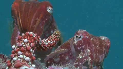 Close up of Two Cuttlefish Stock Footage 12235702