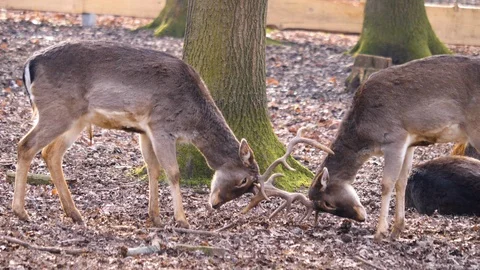Close up of two dam deer Stock Footage 124494157