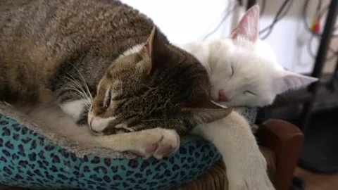 Close-up of two dark and white cats sleeping together on their bed in the living Stock Footage 164558823