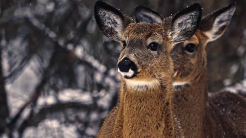 Close-up of two deers standing in light snow. Stock Footage 329885954