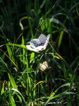 Close-up of two delicate beautiful white flowers of the Anemone coronaria or Stock Photos