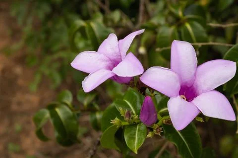 Close-up of two delicate light purple flowers and a vibrant bud amidst lush.. Stock Photos