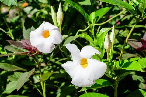 Close up of two delicate white flower of Mandevilla plant Stock Photos
