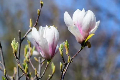 Close up of two delicate white pink magnolia flowers in full bloom on a branch Stock Photos
