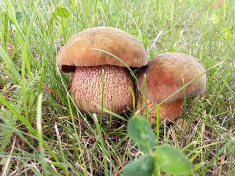 Close-Up of Two Devil's Bolete Mushrooms with Red Reticulated Stems in Grass Stock Photos