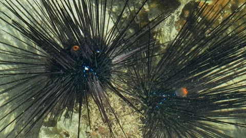 Close Up of Two Diadema Sea Urchins Among Coral Reef Growth Vídeos de archivo 337223165