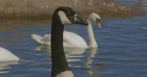 Close up two different swans swim together in lake outdoors in famous Dorset Stock Footage 251054205