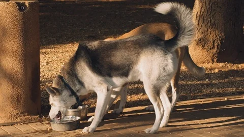 Close up of two dogs drinking water from a bowl at the dogs playground park Stock Footage 125931528