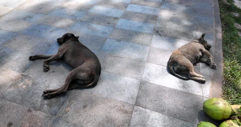 Close up of two dogs rest on a tiled pavement near grass Stock Footage 322962723