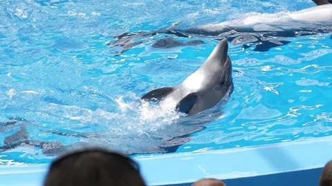 Close-up of two dolphins swimming in the pool at the dolphinarium. Stock Footage 278223107