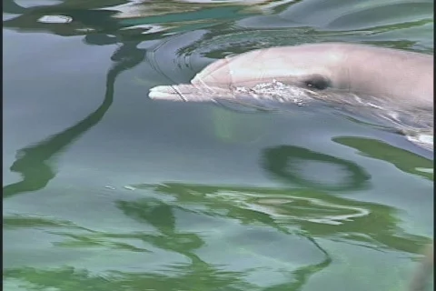 Close-up of Two Dolphins in the Water Video stock 141842